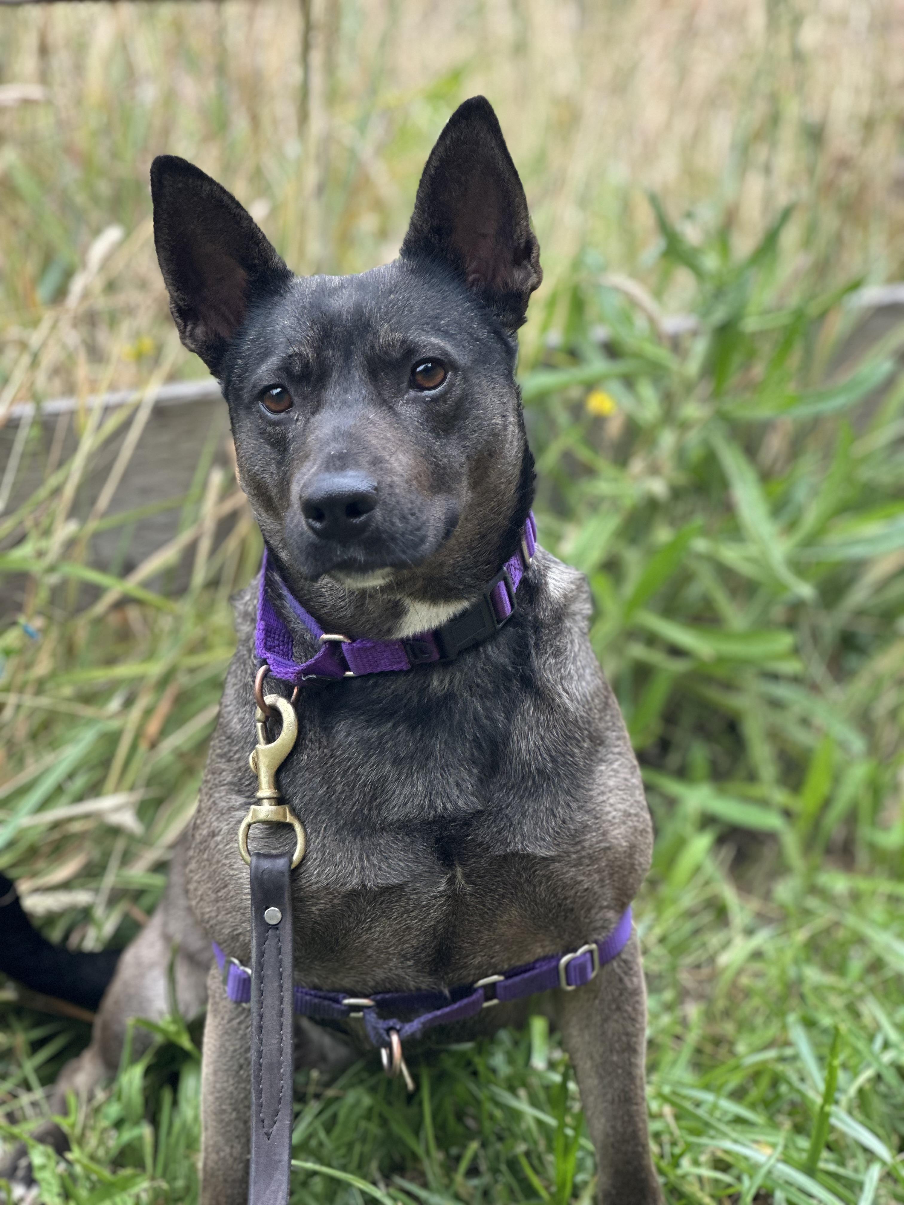 Trudy, ADOPTABLE, Adult Female Mixed Breed.