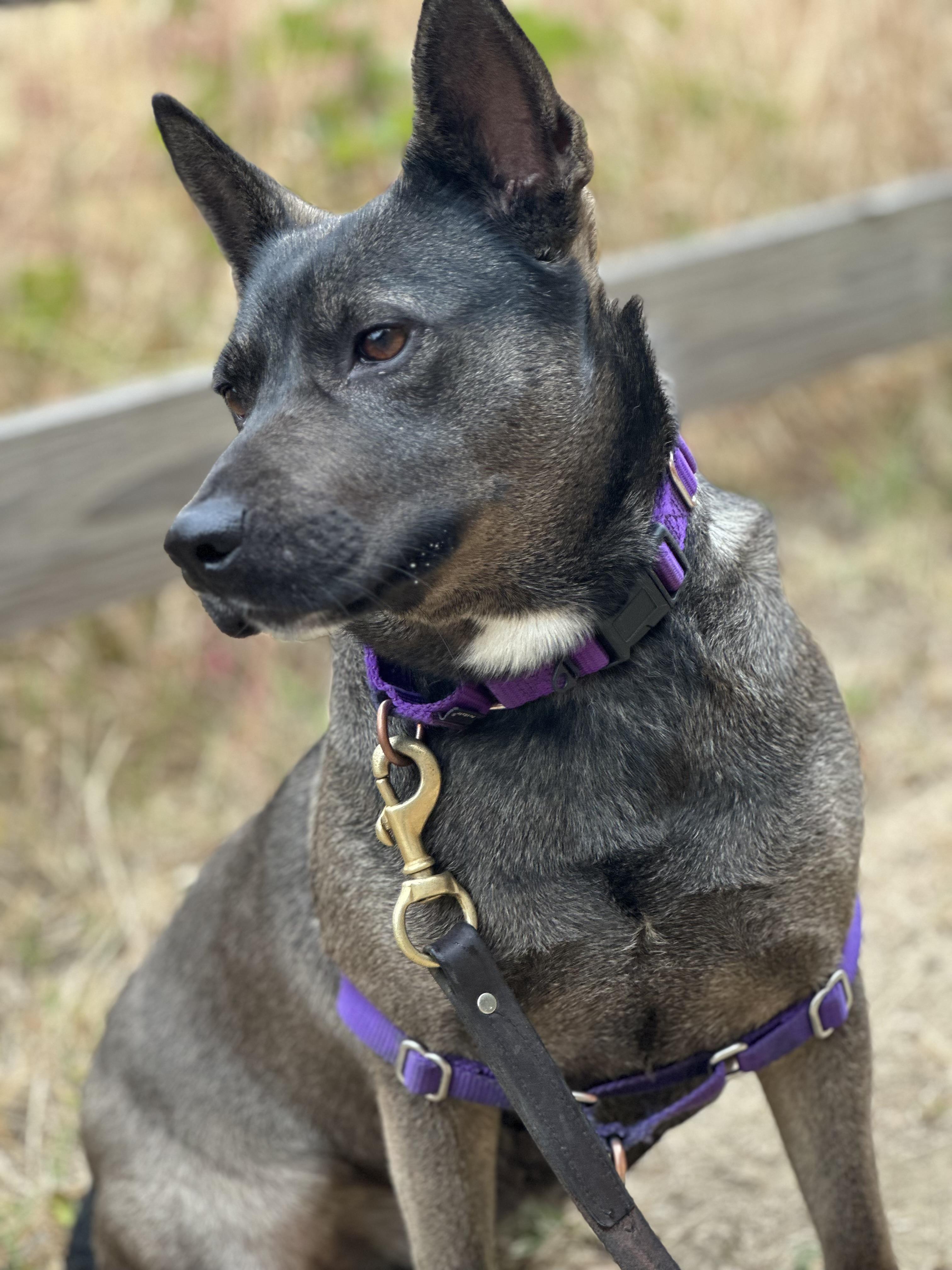 Trudy, a ADOPTABLE Mixed Breed in Petaluma, CA image 2/3