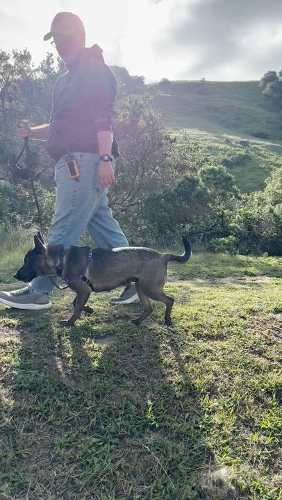 Enlarge Trudy, a ADOPTABLE Mixed Breed in Petaluma, CA video 3/3