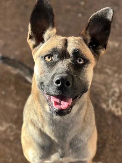 Enlarge Amelia, a Adoptable mixed breed in Irving, TX image 1/3