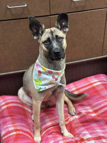 Enlarge Amelia, a Adoptable mixed breed in Irving, TX image 2/3