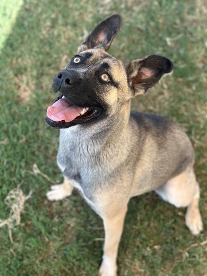 Enlarge Amelia, a Adoptable mixed breed in Irving, TX image 3/3