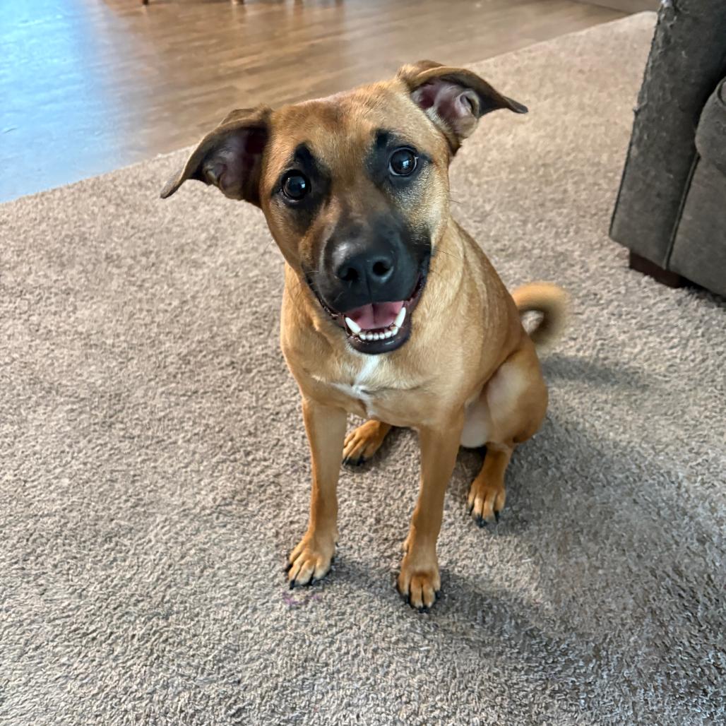 Ruby, Adoptable, Young Female German Shepherd Dog & Pit Bull Terrier.