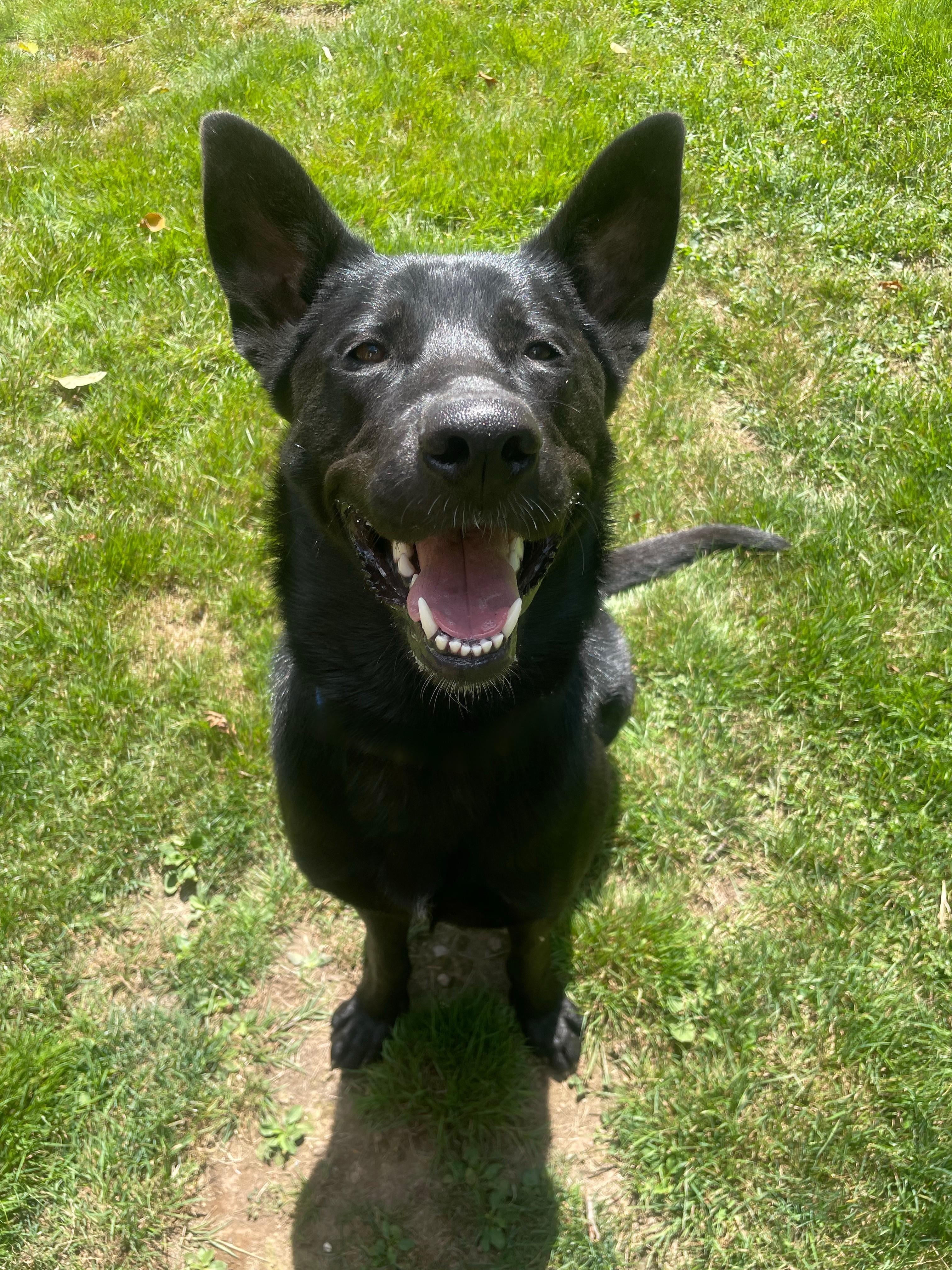 Enlarge Vader 39679 (Approx. 1.5 Year Old), a ADOPTABLE mixed breed in Langley, BC image 2/5