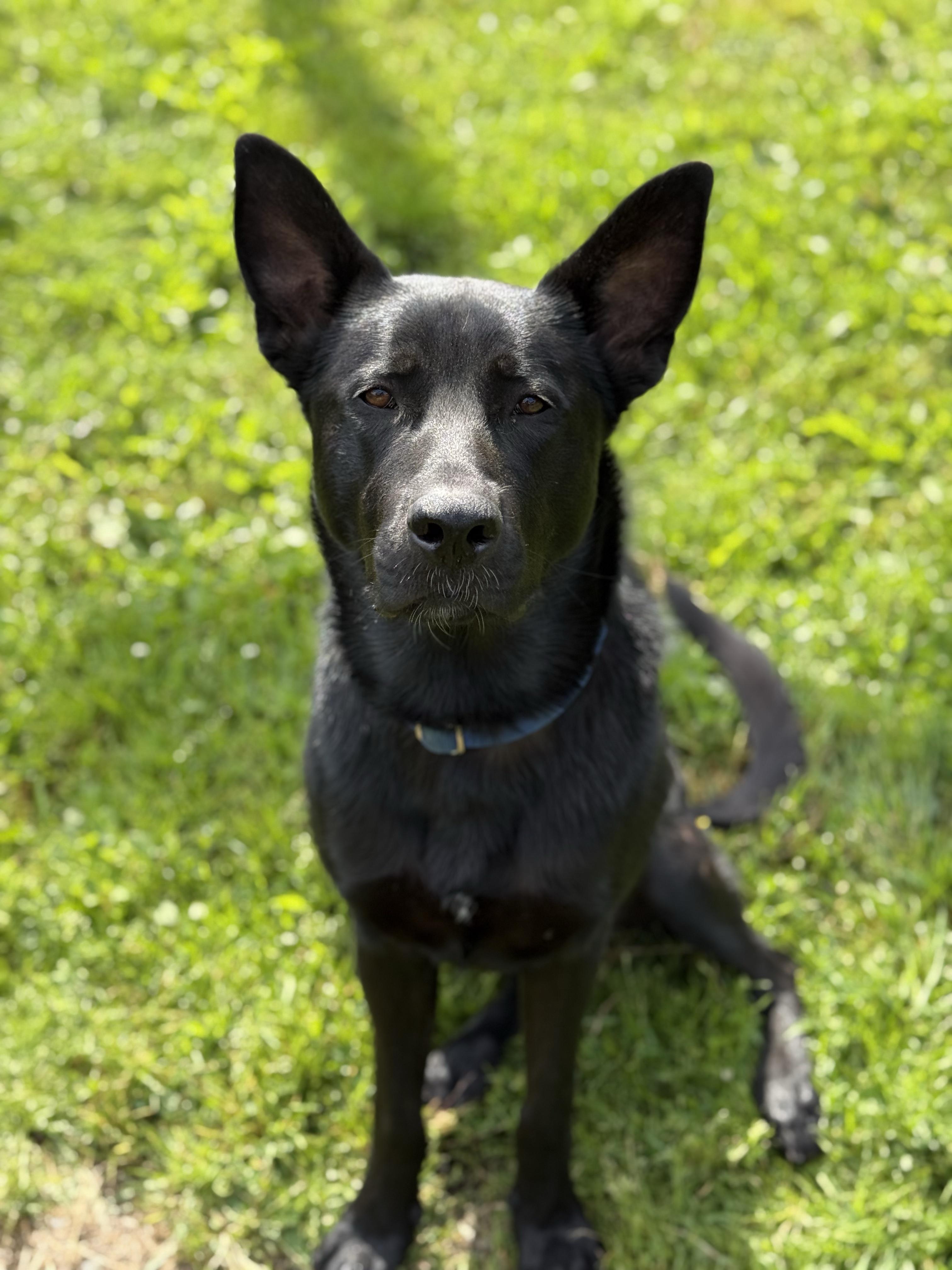 Enlarge Vader 39679 (Approx. 1.5 Year Old), a ADOPTABLE mixed breed in Langley, BC image 4/5