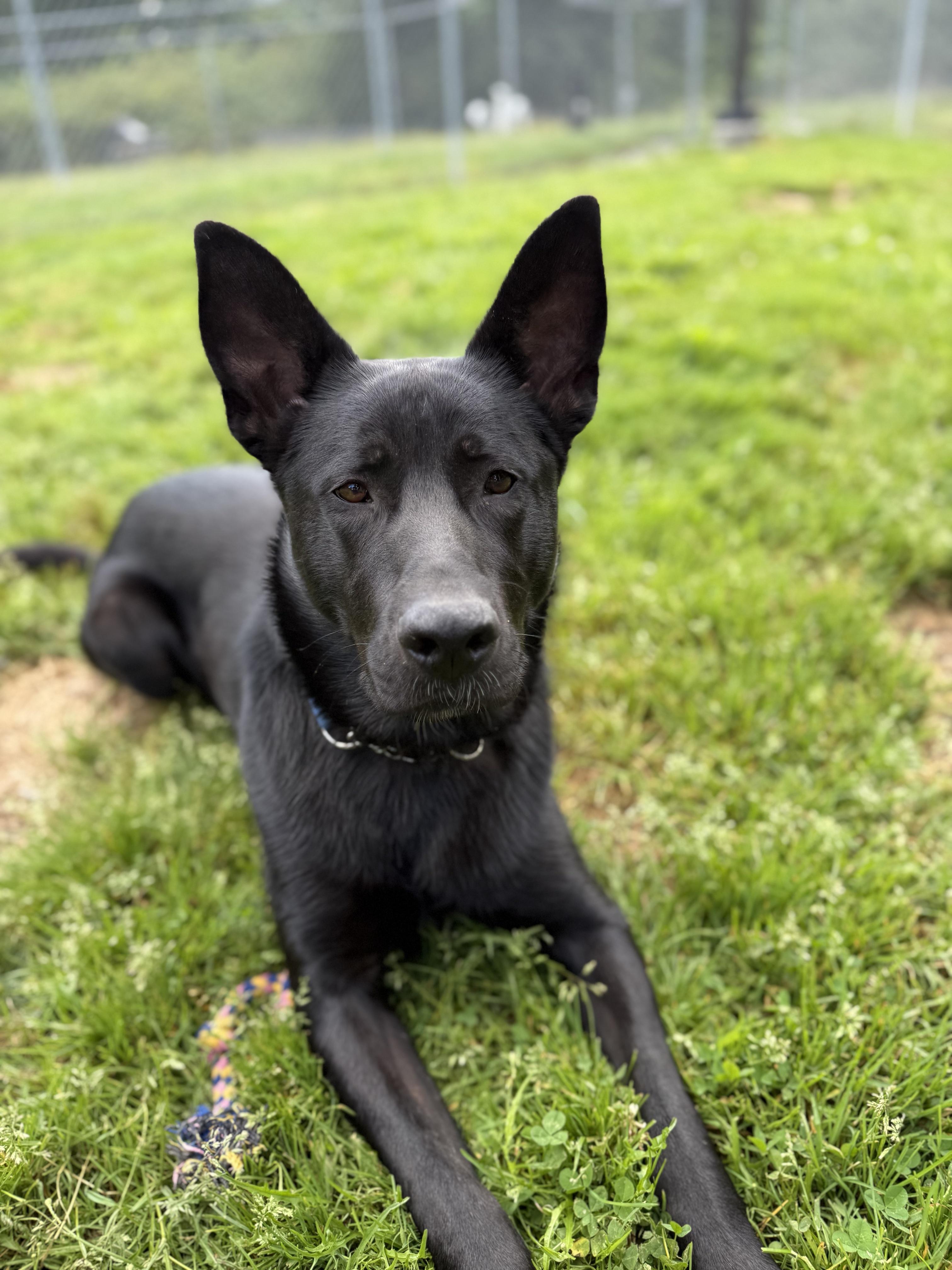 Vader 39679 (Approx. 1.5 Year Old), ADOPTABLE, Adult Male German Shepherd Dog.