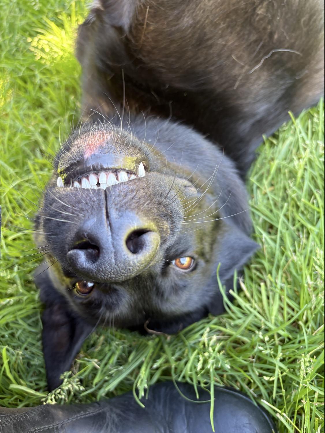 Enlarge Vader 39679 (Approx. 1.5 Year Old), a ADOPTABLE mixed breed in Langley, BC image 5/5