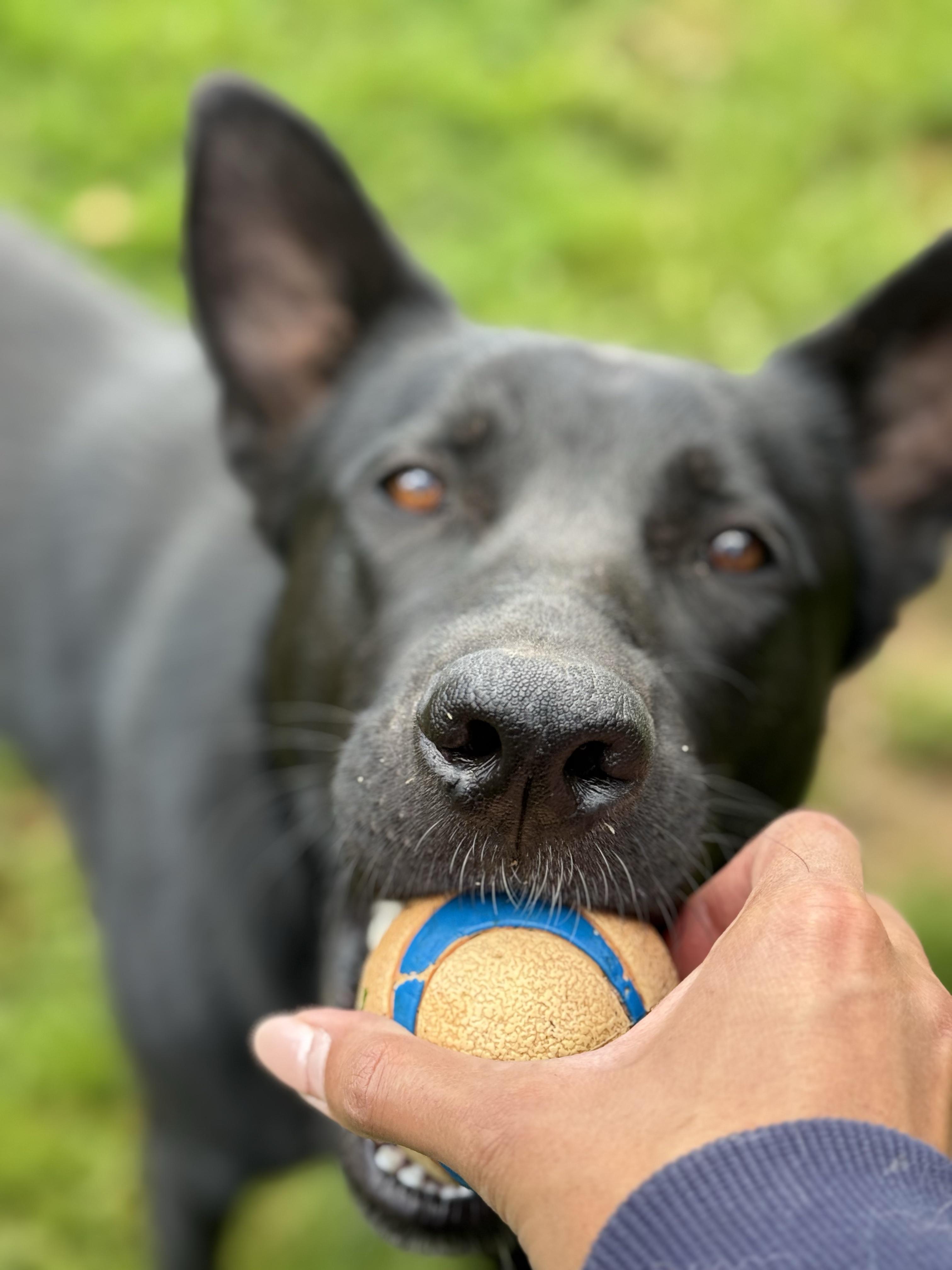 Enlarge Vader 39679 (Approx. 1.5 Year Old), a ADOPTABLE mixed breed in Langley, BC image 3/5