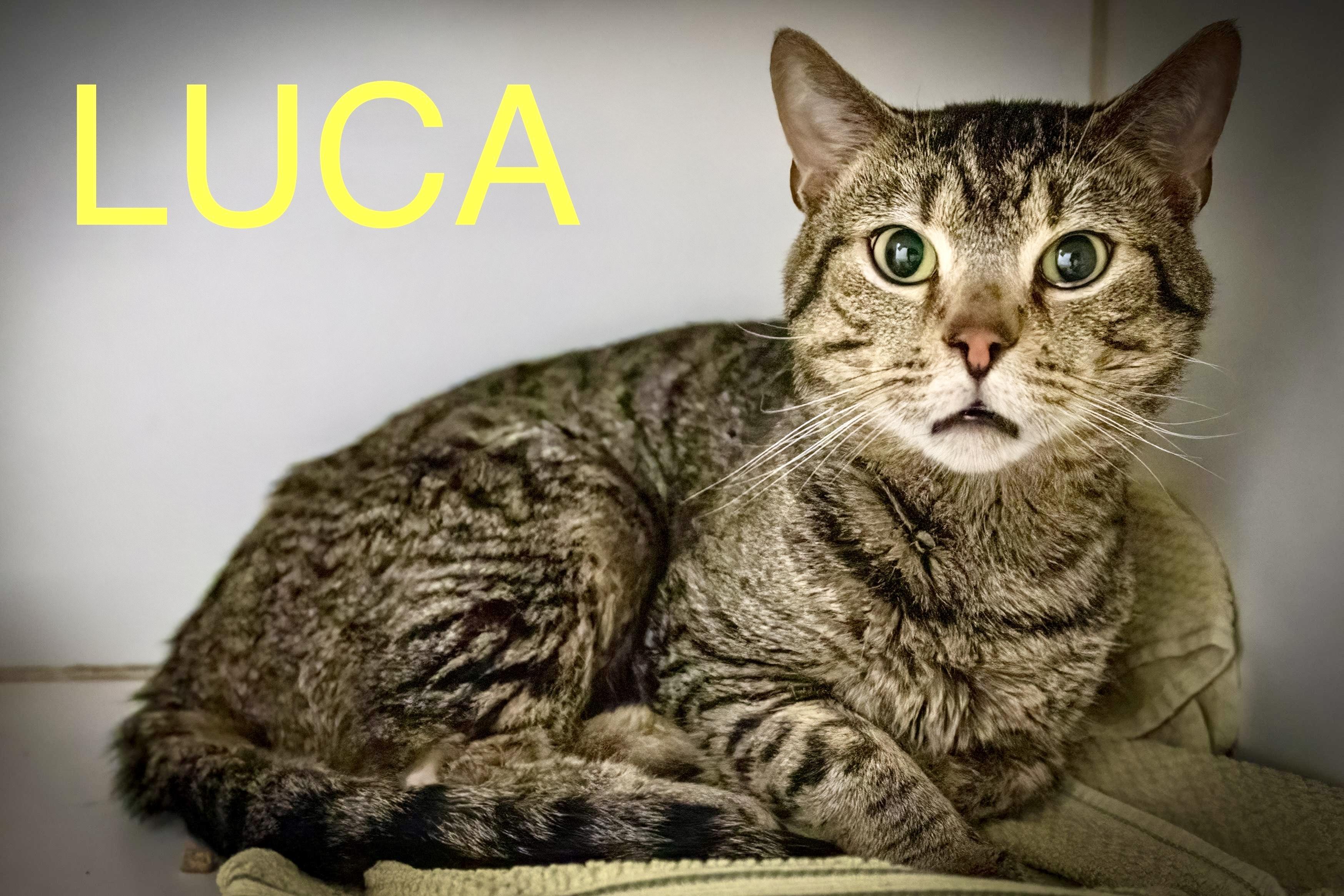 Luca (FCID# 06/10/2025- 527 Trainer)
