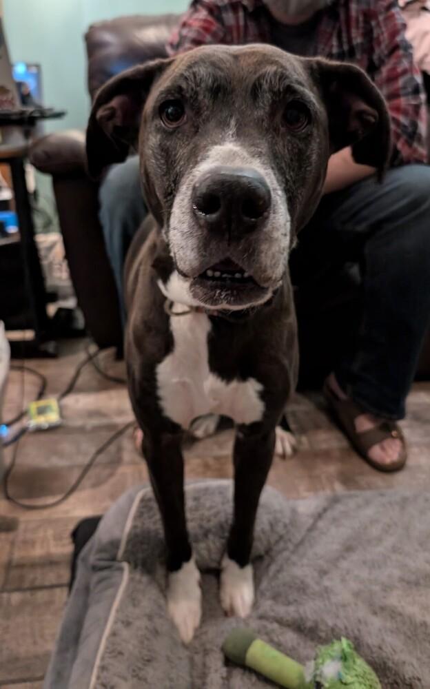 Enlarge Valentine, a Adoptable mixed breed in Germantown, OH image 1/6