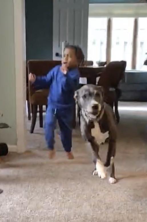 Enlarge Valentine, a Adoptable mixed breed in Germantown, OH image 2/6