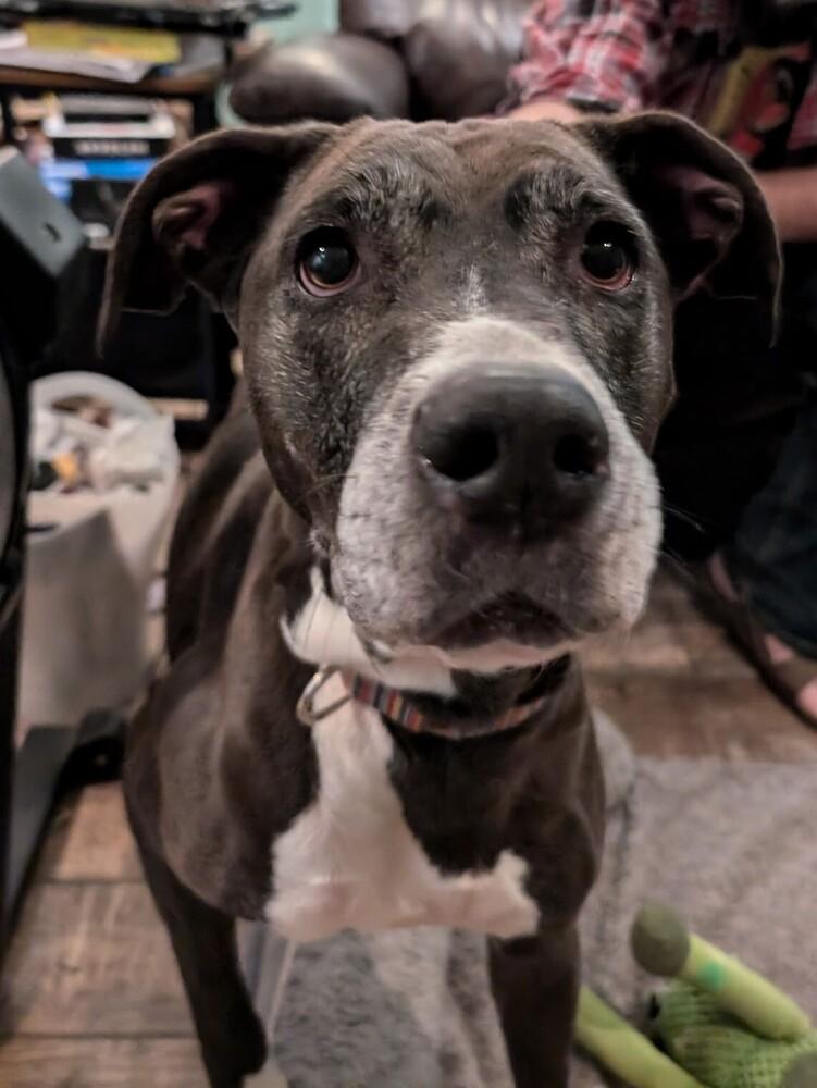 Enlarge Valentine, a Adoptable mixed breed in Germantown, OH image 3/6