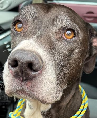 Enlarge Valentine, a Adoptable mixed breed in Germantown, OH image 4/6