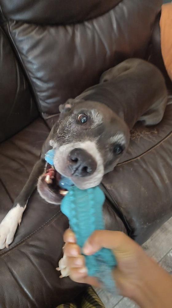 Enlarge Valentine, a Adoptable mixed breed in Germantown, OH image 6/6