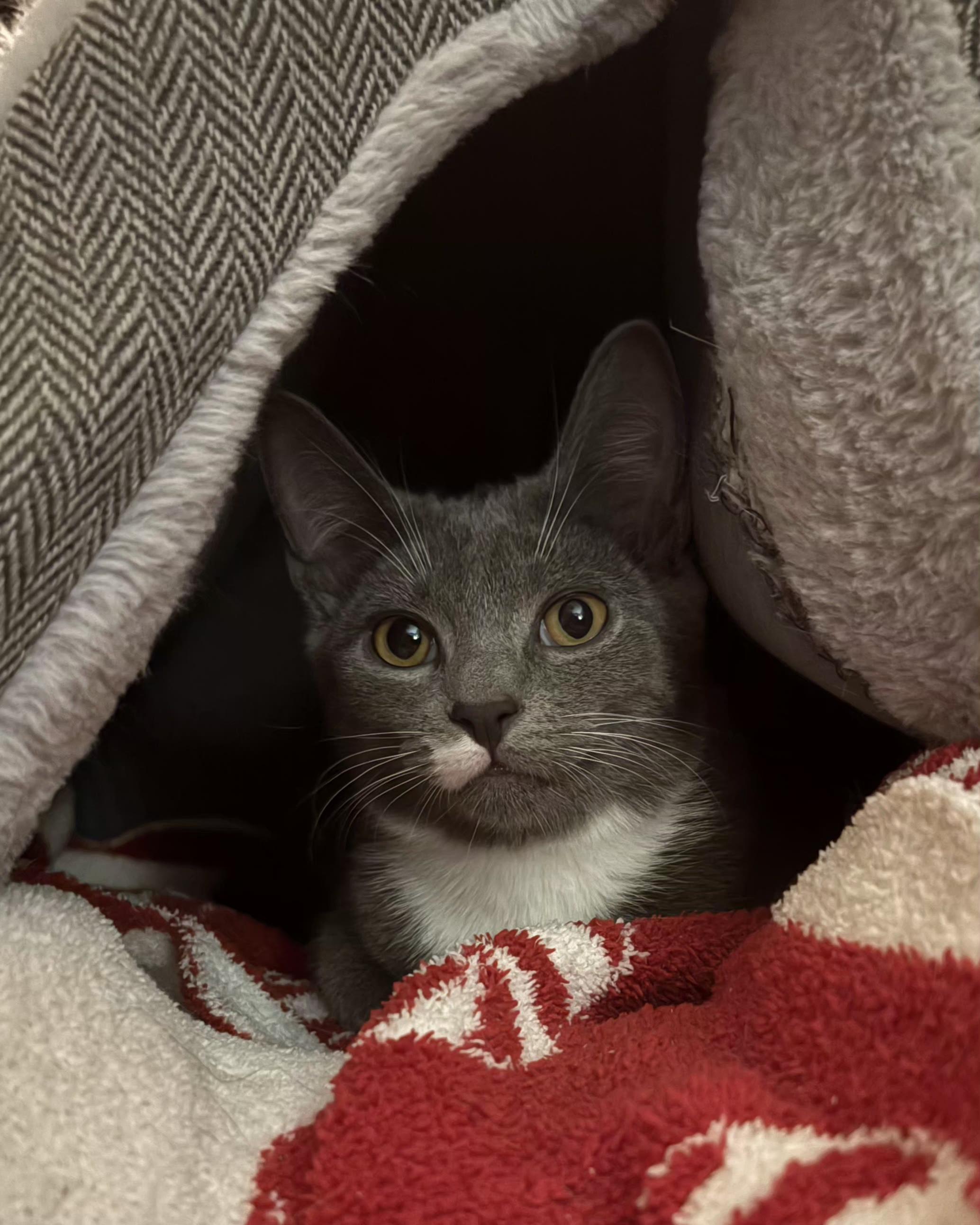 Enlarge Matchstick, a ADOPTABLE Domestic Short Hair in Bear, DE image 2/3