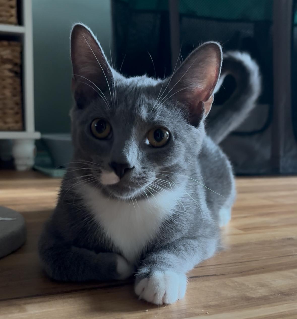 Matchstick, ADOPTABLE, Kitten Male Domestic Short Hair.