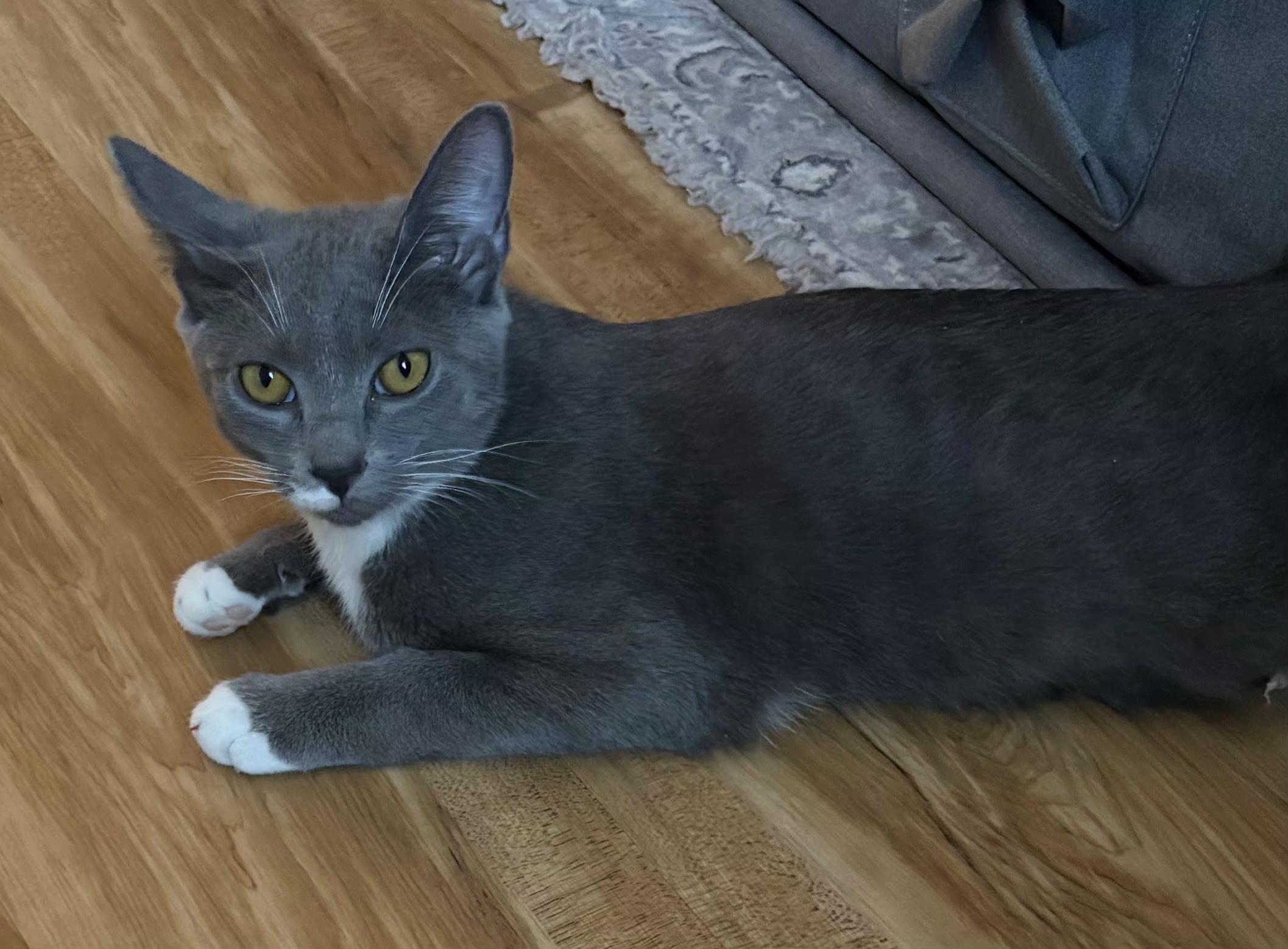 Enlarge Matchstick, a ADOPTABLE Domestic Short Hair in Bear, DE image 3/3