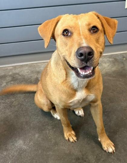 Enlarge Marley, a Adoptable mixed breed in Brunswick, GA image 1/2