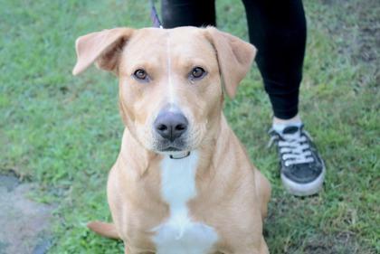 Enlarge Marley, a Adoptable mixed breed in Brunswick, GA image 2/2