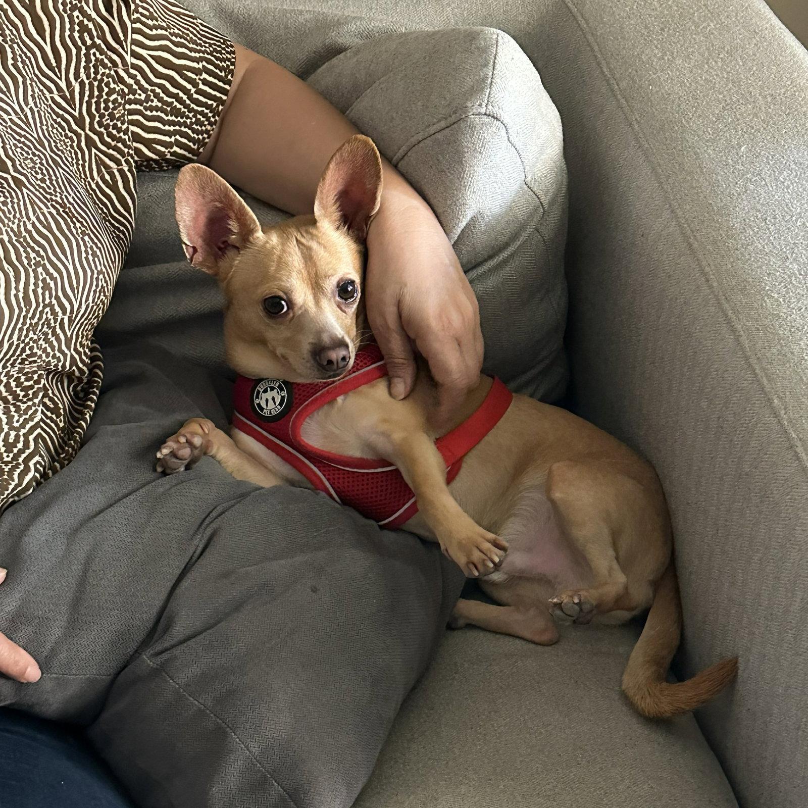 Enlarge Simon, a Adoptable Chihuahua in San Jose, CA image 2/3