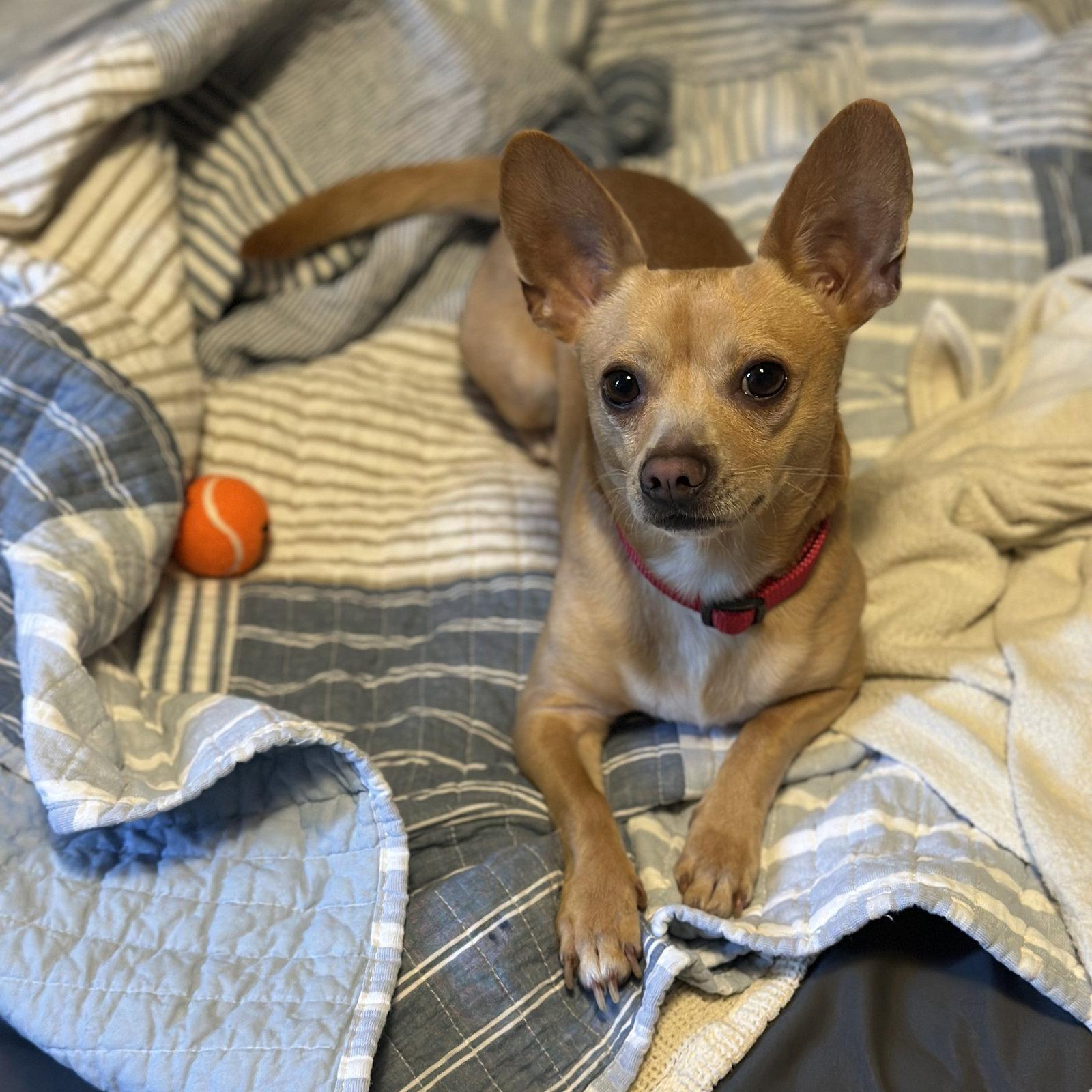 Enlarge Simon, a Adoptable Chihuahua in San Jose, CA image 3/3