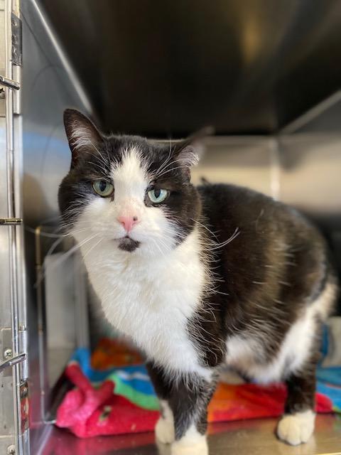 Enlarge Oreo, a ADOPTABLE mixed breed in Port Perry, ON image 1/1