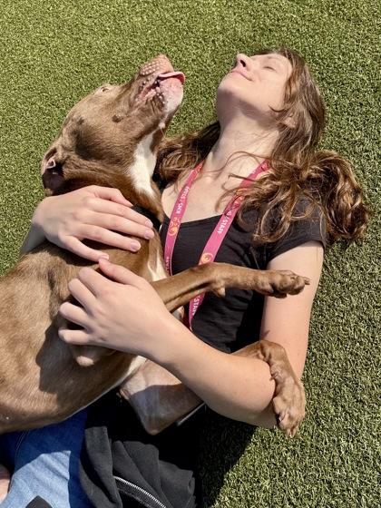 Enlarge Pepe, a Adoptable mixed breed in Wichita, KS image 2/3