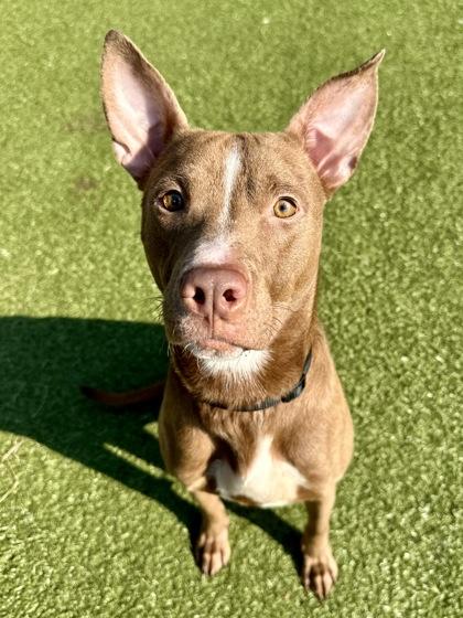 Enlarge Pepe, a Adoptable mixed breed in Wichita, KS image 3/3