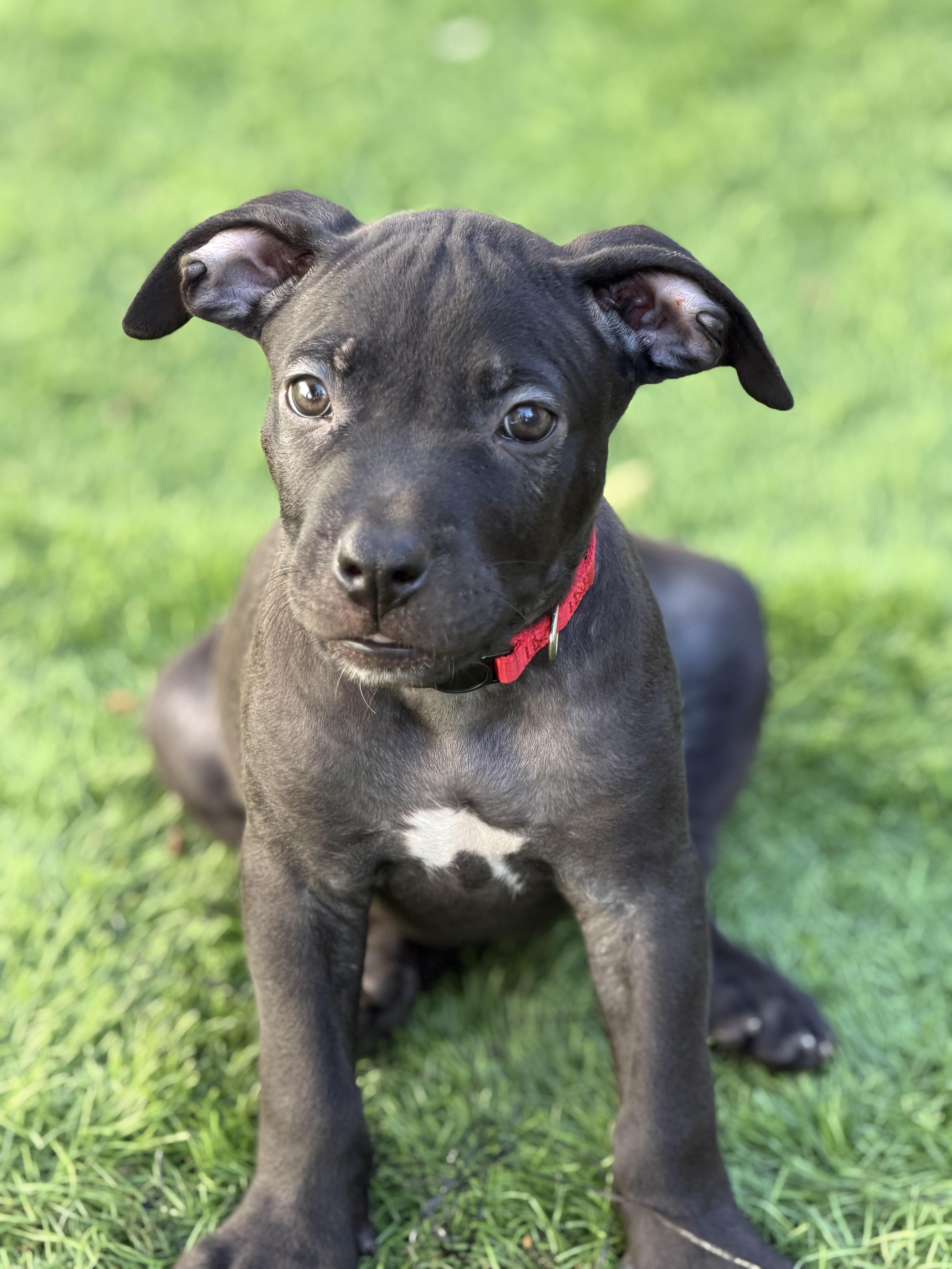 Porter- ADOPT Me, Adoptable, Puppy Male Pit Bull Terrier.