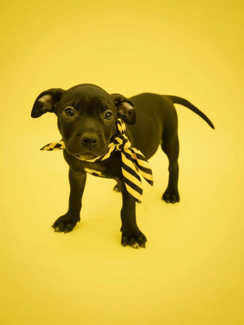 Enlarge Porter- ADOPT Me, a Adoptable mixed breed in Redondo Beach, CA image 5/5