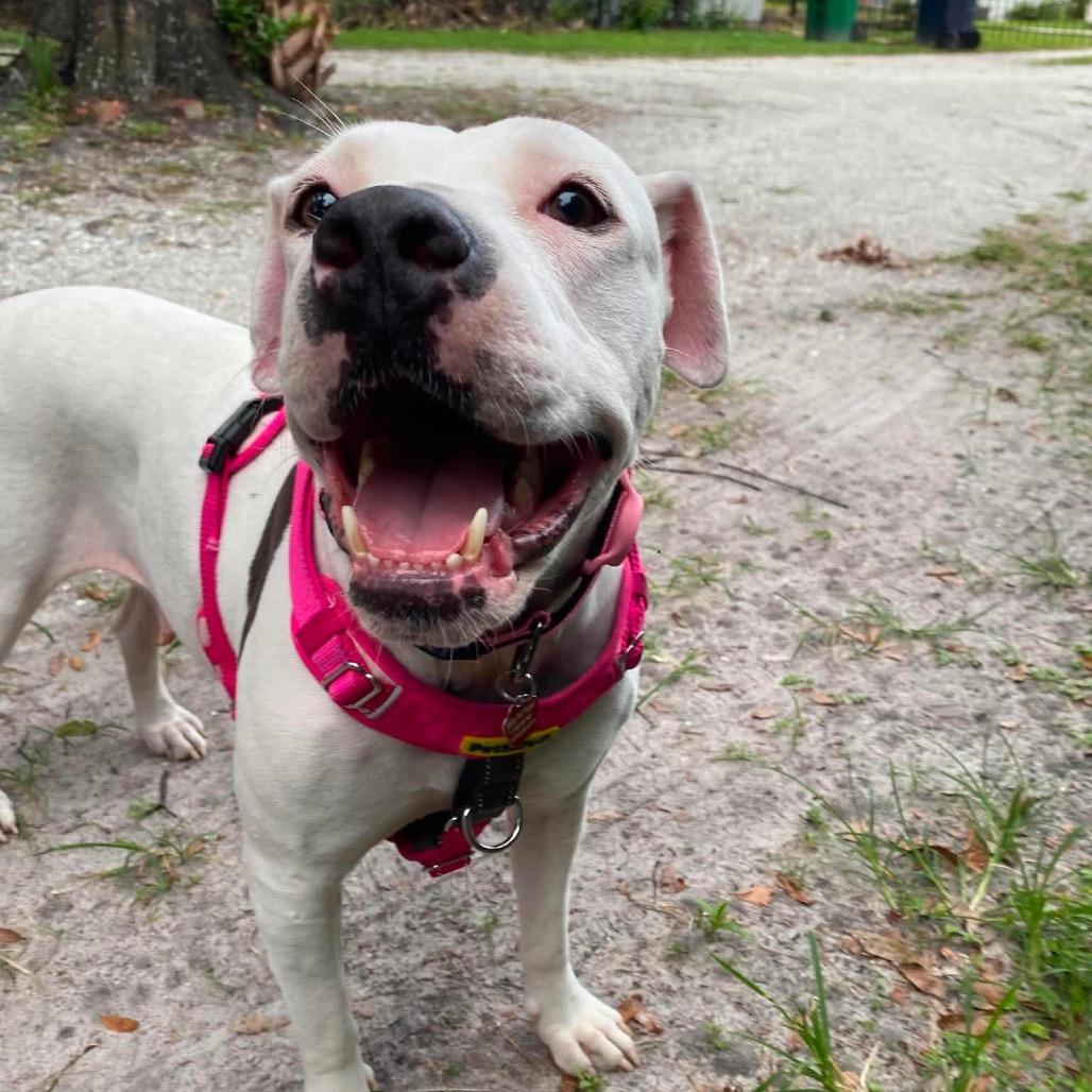 Lyka, Adoptable, Adult Female Pit Bull Terrier.