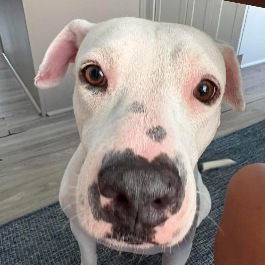 Enlarge Lyka, a Adoptable Pit Bull Terrier in Tampa, FL image 2/6