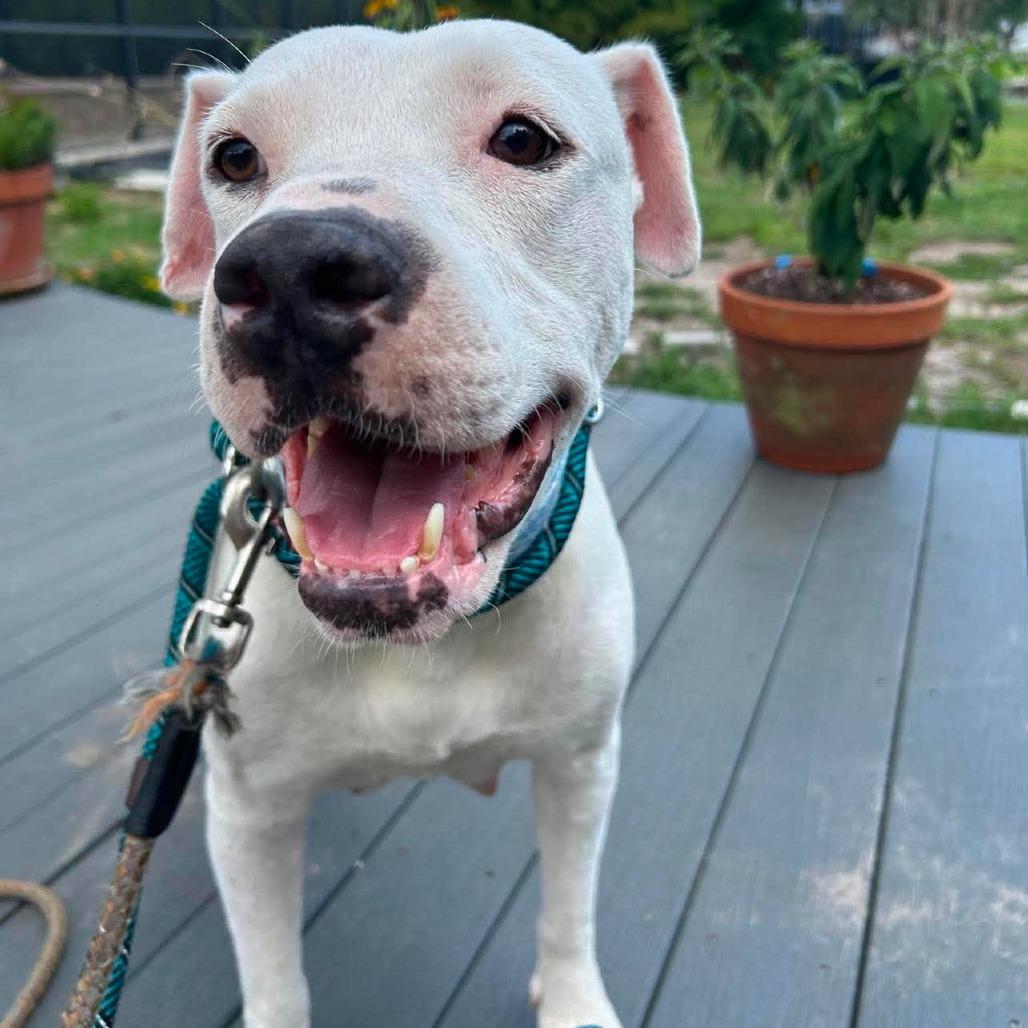 Enlarge Lyka, a Adoptable Pit Bull Terrier in Tampa, FL image 3/6