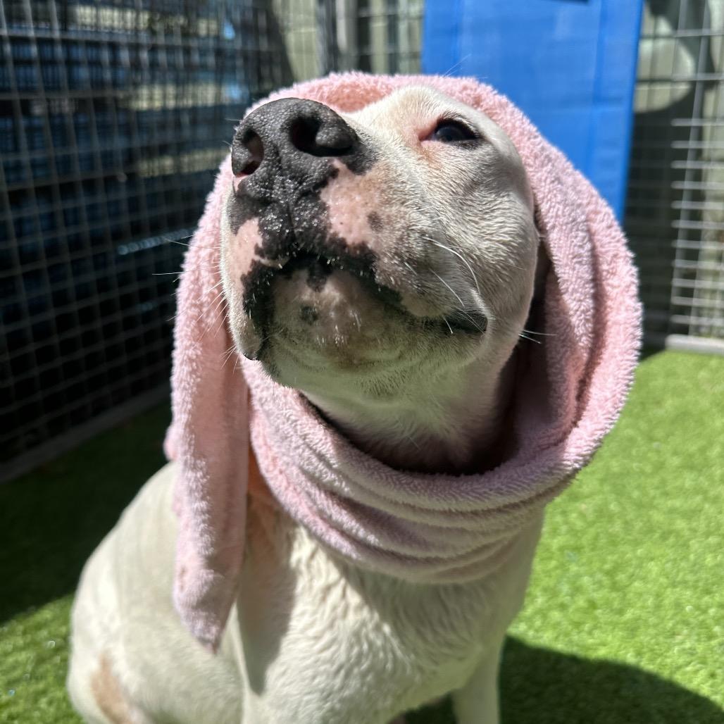 Enlarge Lyka, a Adoptable Pit Bull Terrier in Tampa, FL image 4/6