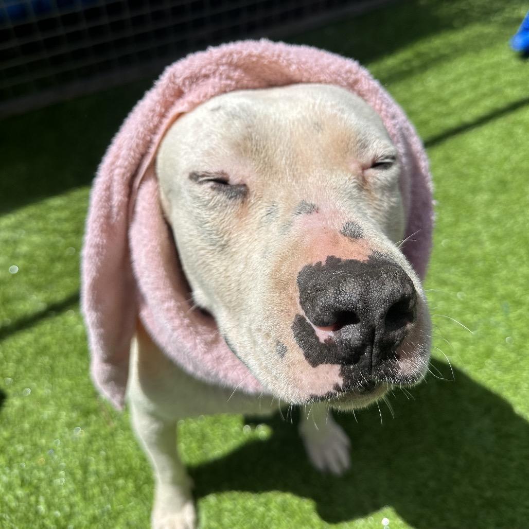 Enlarge Lyka, a Adoptable Pit Bull Terrier in Tampa, FL image 5/6