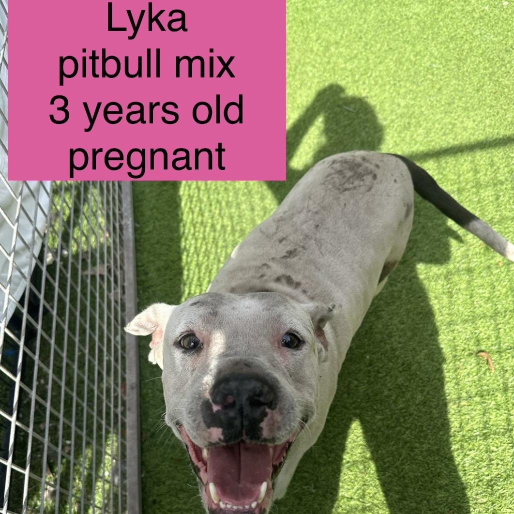 Enlarge Lyka, a Adoptable Pit Bull Terrier in Tampa, FL image 6/6