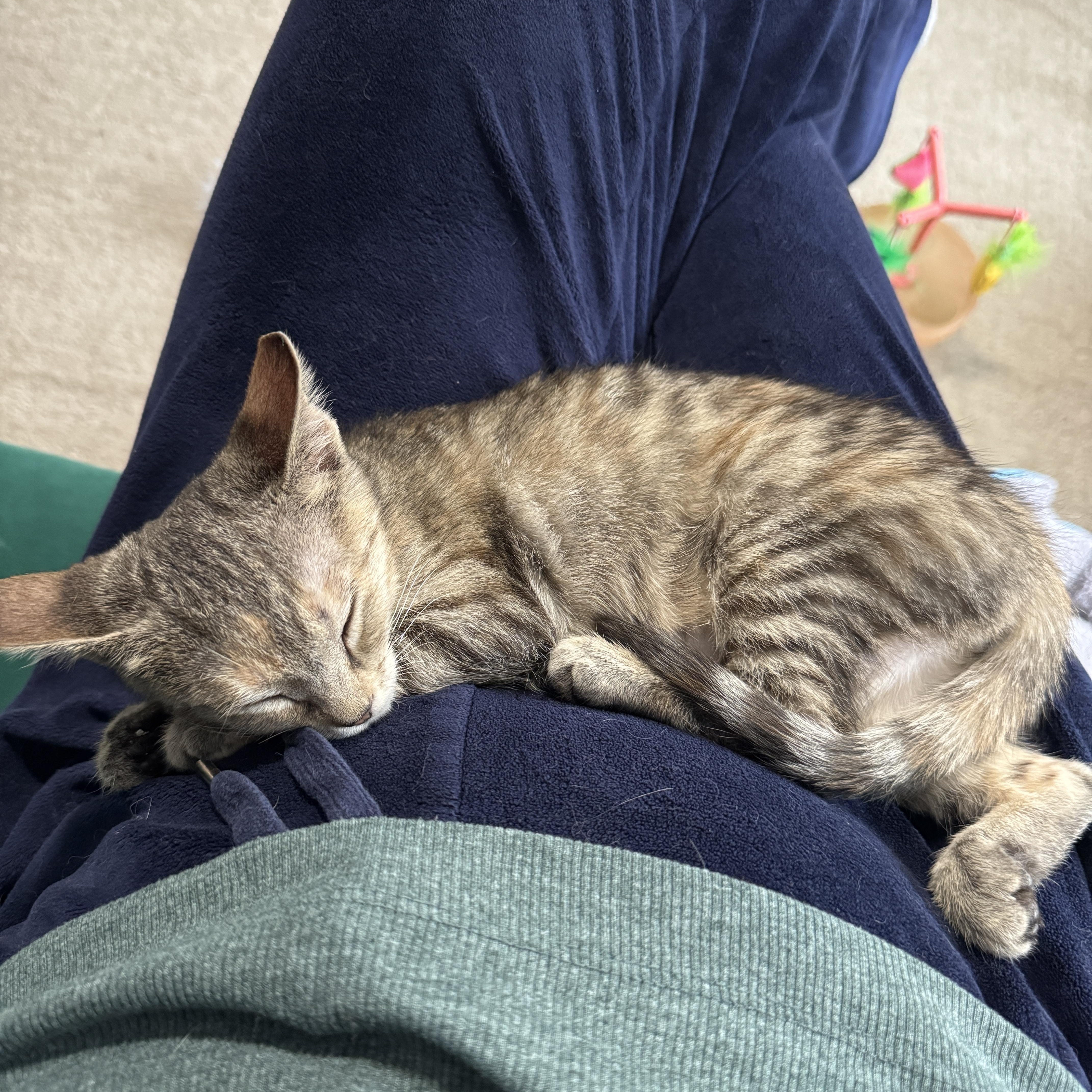 Enlarge Persimmon, a Adoptable Domestic Short Hair in Cleveland Heights, OH image 5/6