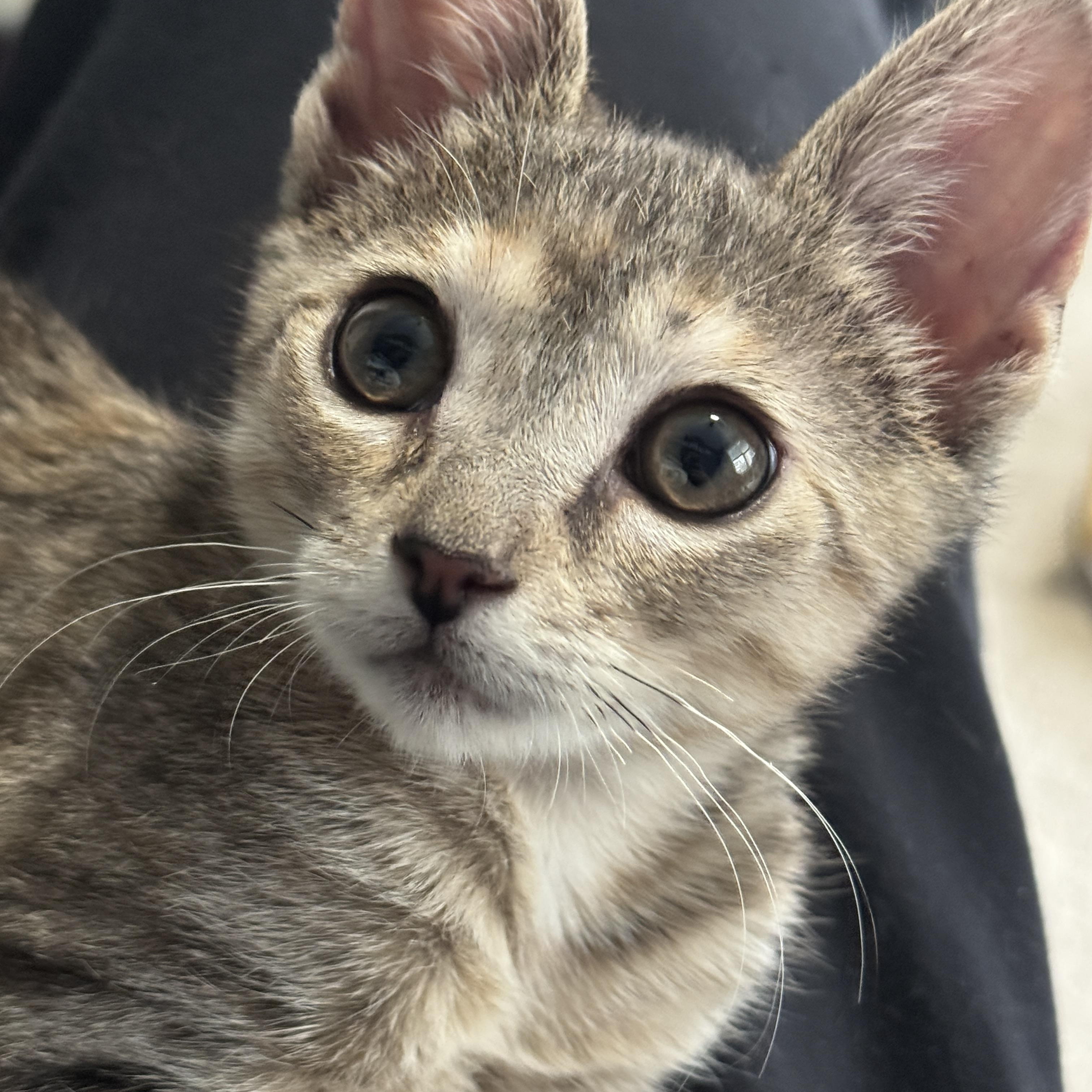 Enlarge Persimmon, a Adoptable Domestic Short Hair in Cleveland Heights, OH image 4/6