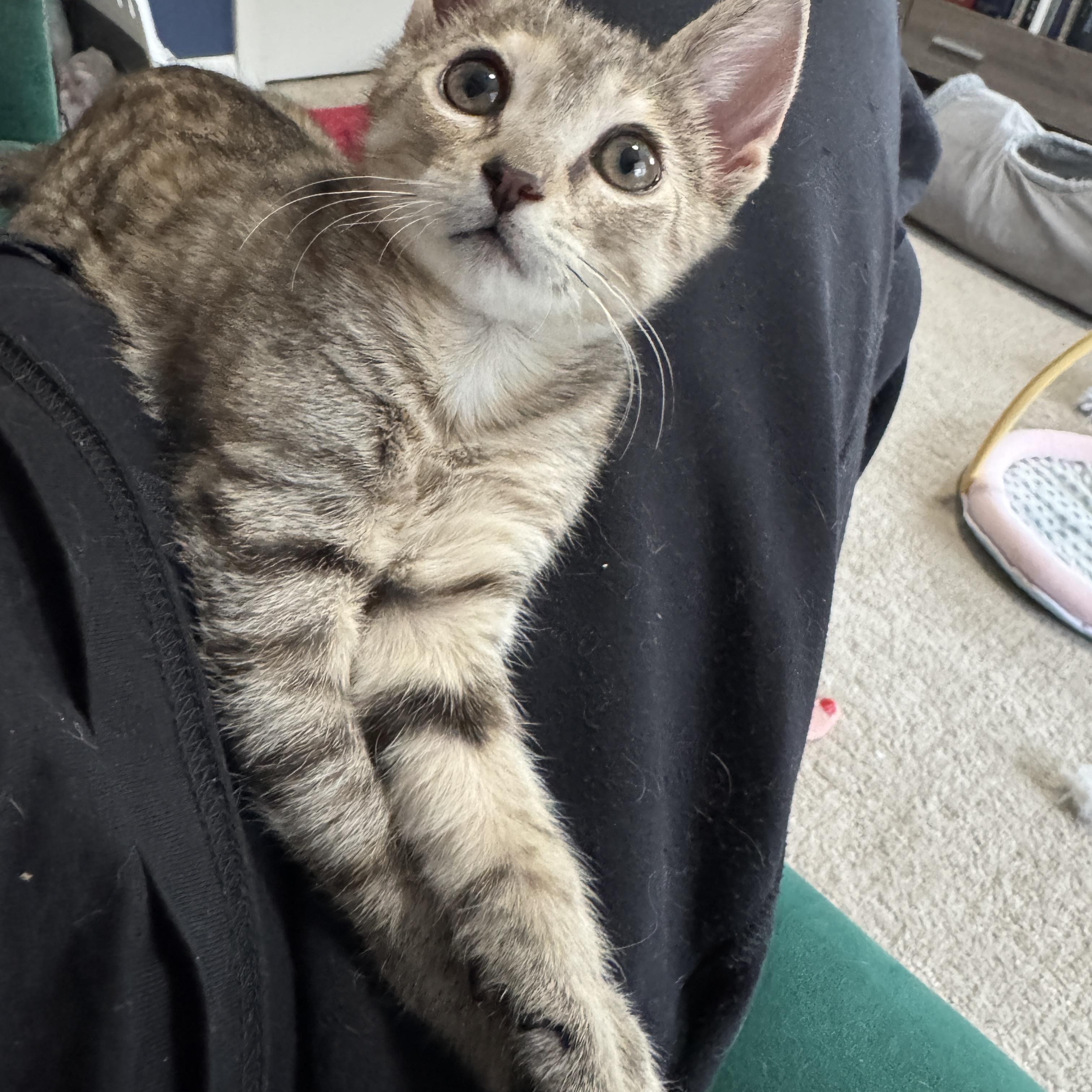 Enlarge Persimmon, a Adoptable Domestic Short Hair in Cleveland Heights, OH image 6/6