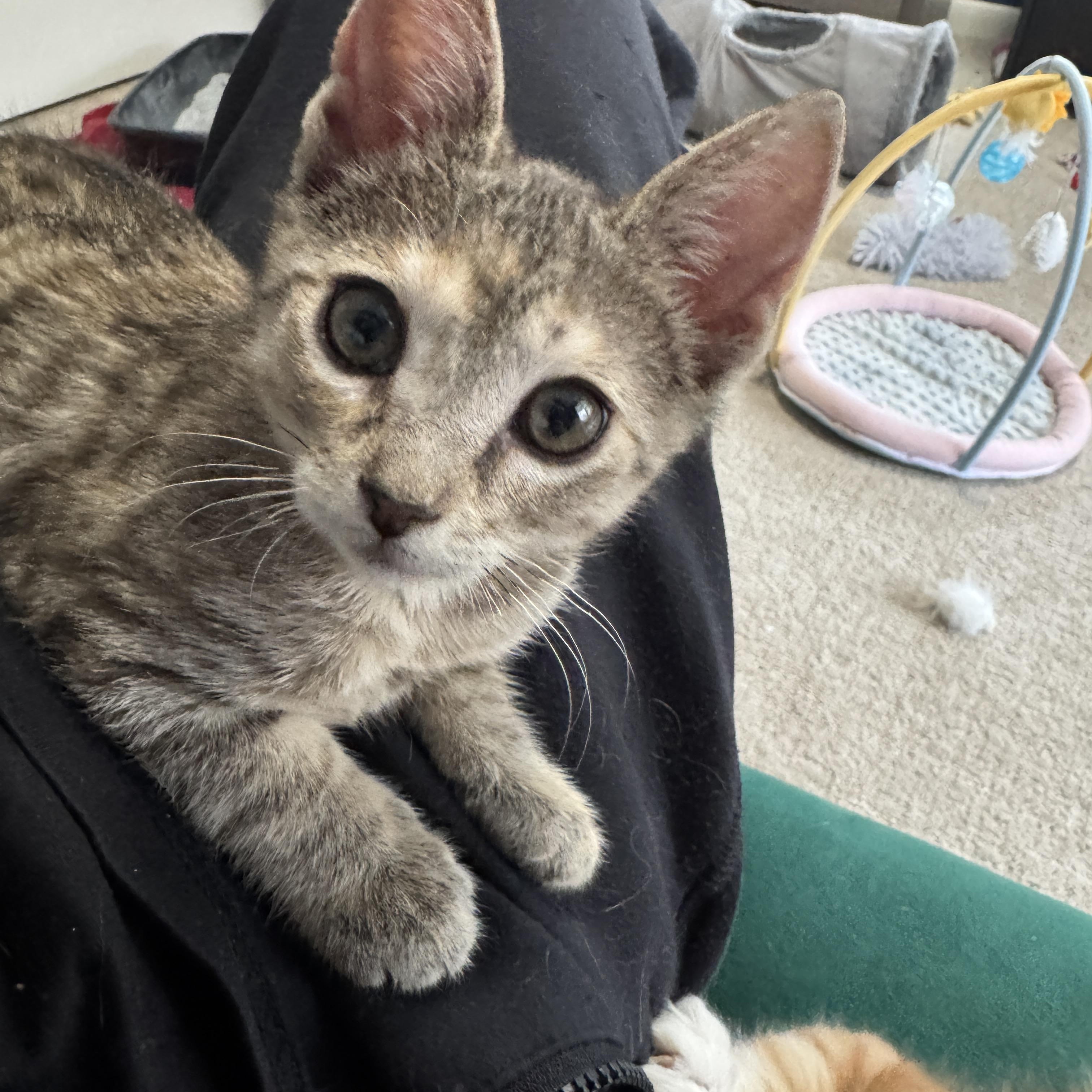 Persimmon, Adoptable, Kitten Female Domestic Short Hair.
