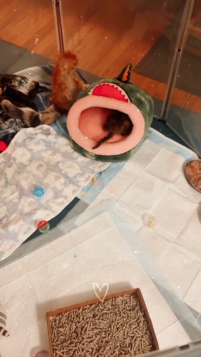 Enlarge Persimmon, a Adoptable Domestic Short Hair in Cleveland Heights, OH video 3/6