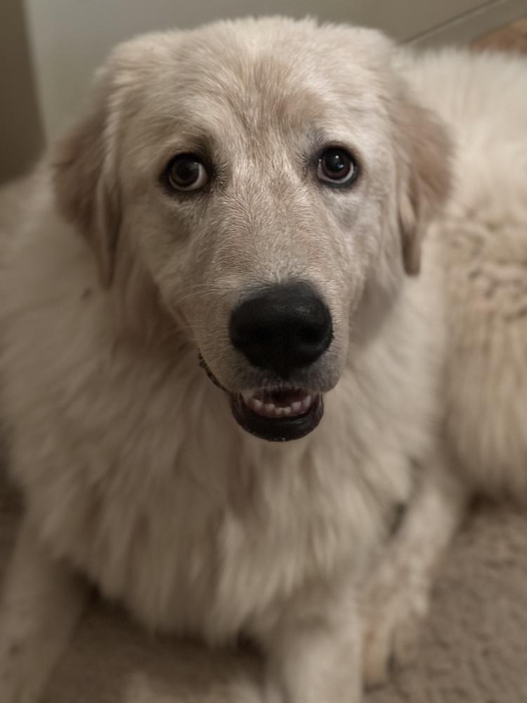 Janie - PLEASE READ ALL INFORMATION, Adoptable, Puppy Female Great Pyrenees.