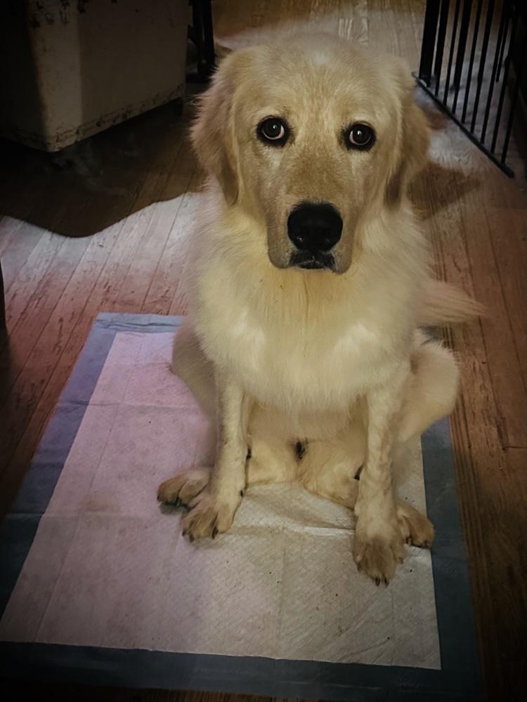 Enlarge Janie - PLEASE READ ALL INFORMATION, a Adoptable Great Pyrenees in Greenville, SC image 2/3