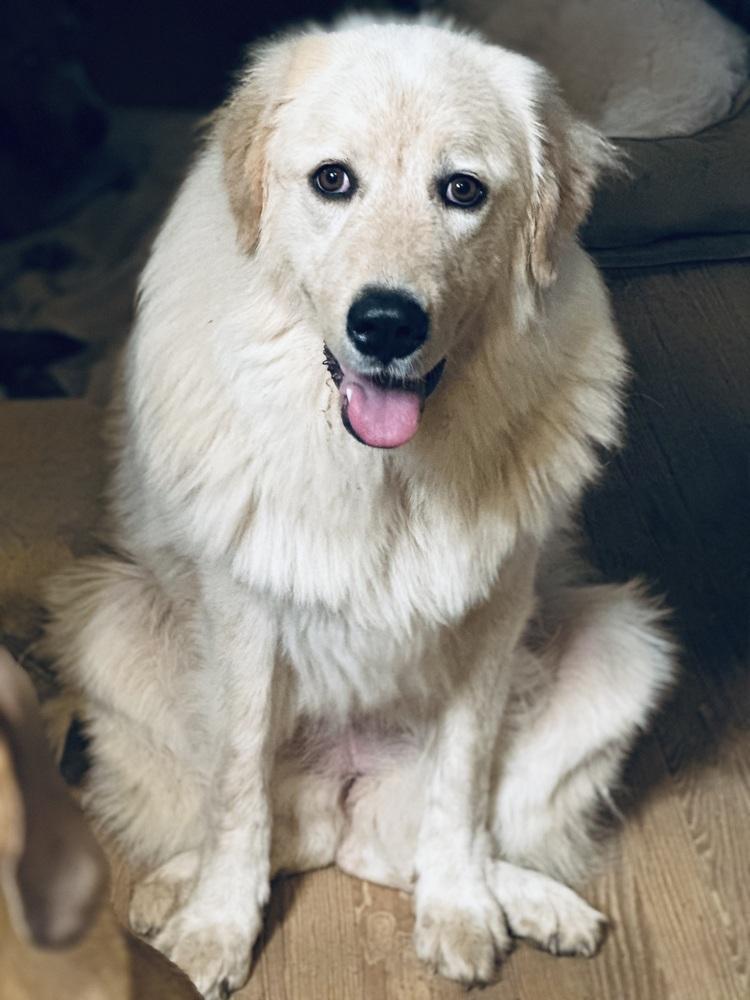 Enlarge Janie - PLEASE READ ALL INFORMATION, a Adoptable Great Pyrenees in Greenville, SC image 3/3
