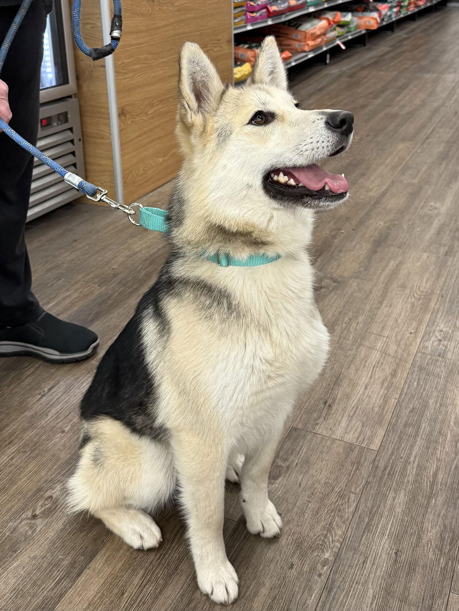 Enlarge Essa, a Adoptable Siberian Husky in Cedar Crest, NM image 3/3