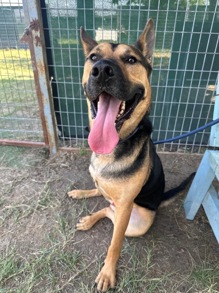 Shadow (Nigel), Adoptable, Young Male German Shepherd Dog.