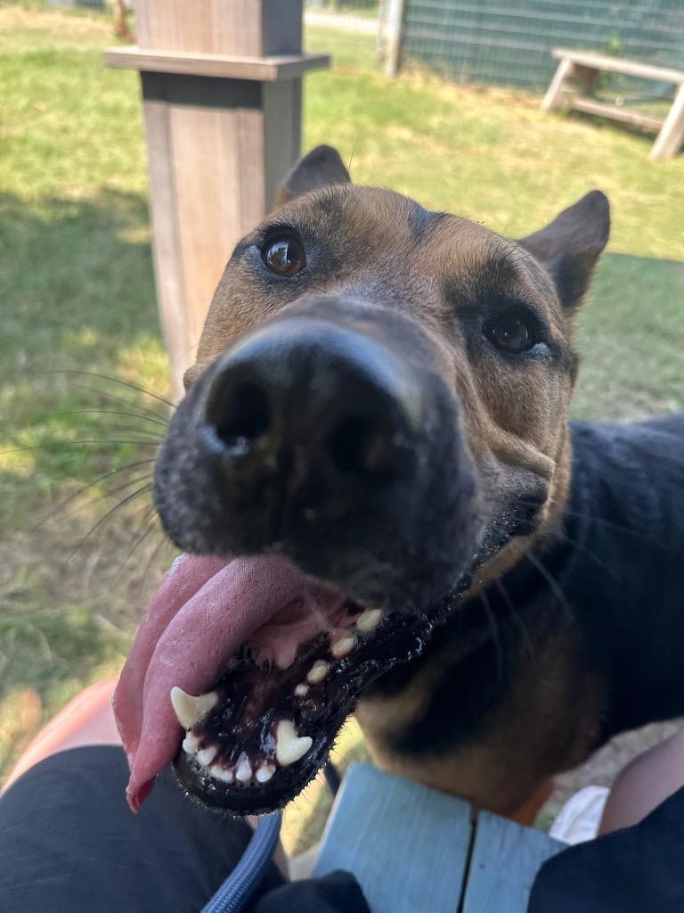 Shadow (Nigel), a Adoptable German Shepherd Dog in New Braunfels, TX image 2/6