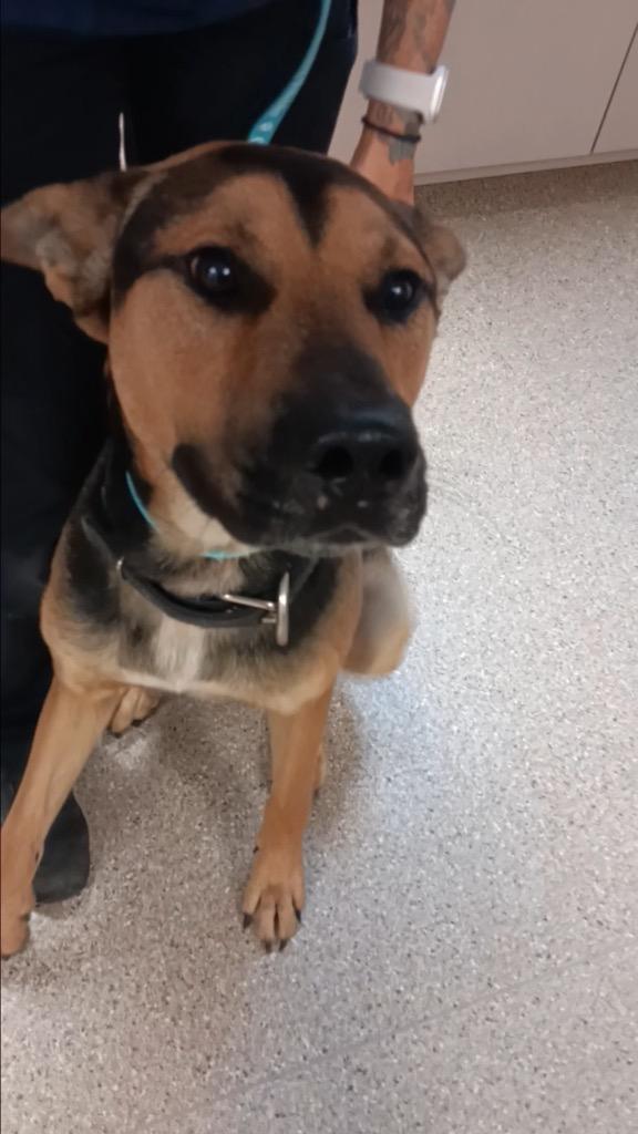 Shadow (Nigel), a Adoptable German Shepherd Dog in New Braunfels, TX image 3/6