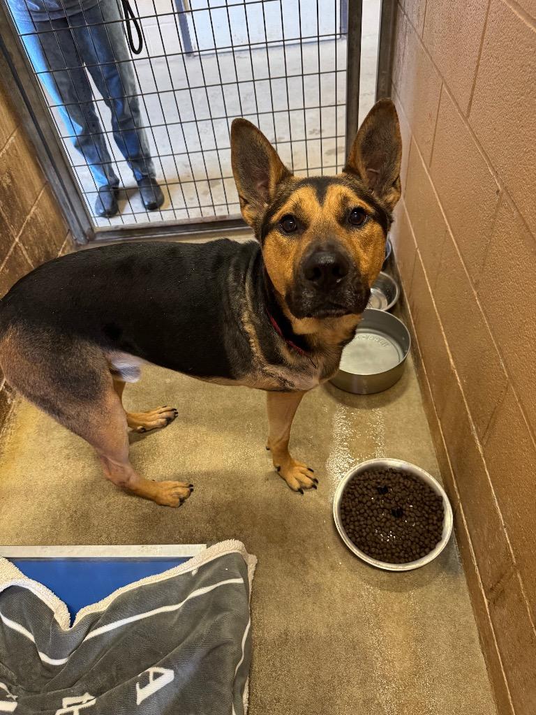 Shadow (Nigel), a Adoptable German Shepherd Dog in New Braunfels, TX image 4/6