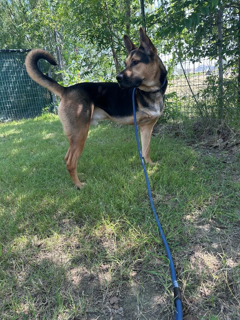 Shadow (Nigel), a Adoptable German Shepherd Dog in New Braunfels, TX image 5/6